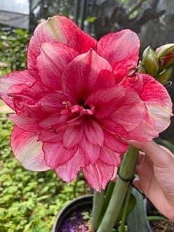 SVG® Imported Double Amaryllis Lily Flower Bulbs for Planting and Gardening, Pack Of 5 Bulbs (Bombshell Red)