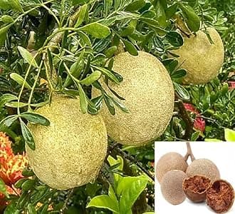 Aegle marmelos || bael fruit || stone apple fruit live plant grafting for Planting Pack of 1