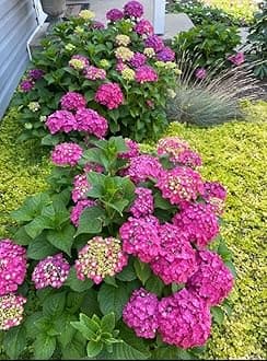 Hydrangea Imported Flower Seeds For Your Home Gardening | Pack of 70 to 80 seeds (PINK SHADE)