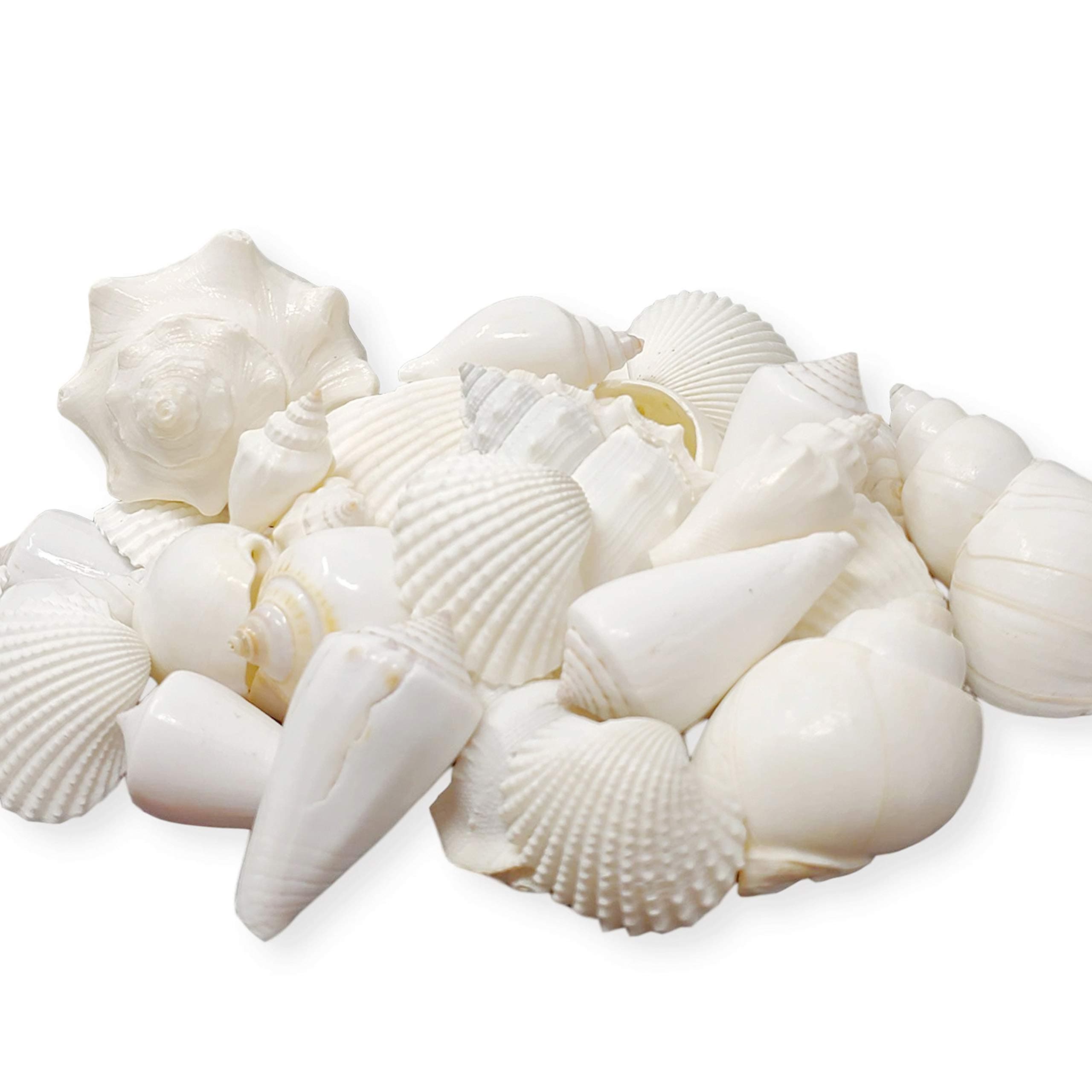 White Shell Mix