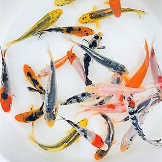 Toledo Goldfish Standard Fin Koi, Variety of Colors and Patterns - Beautiful Live Fish Perfect for Ponds, Tanks, and Aquariums - 4-5 Inches, 10 Count