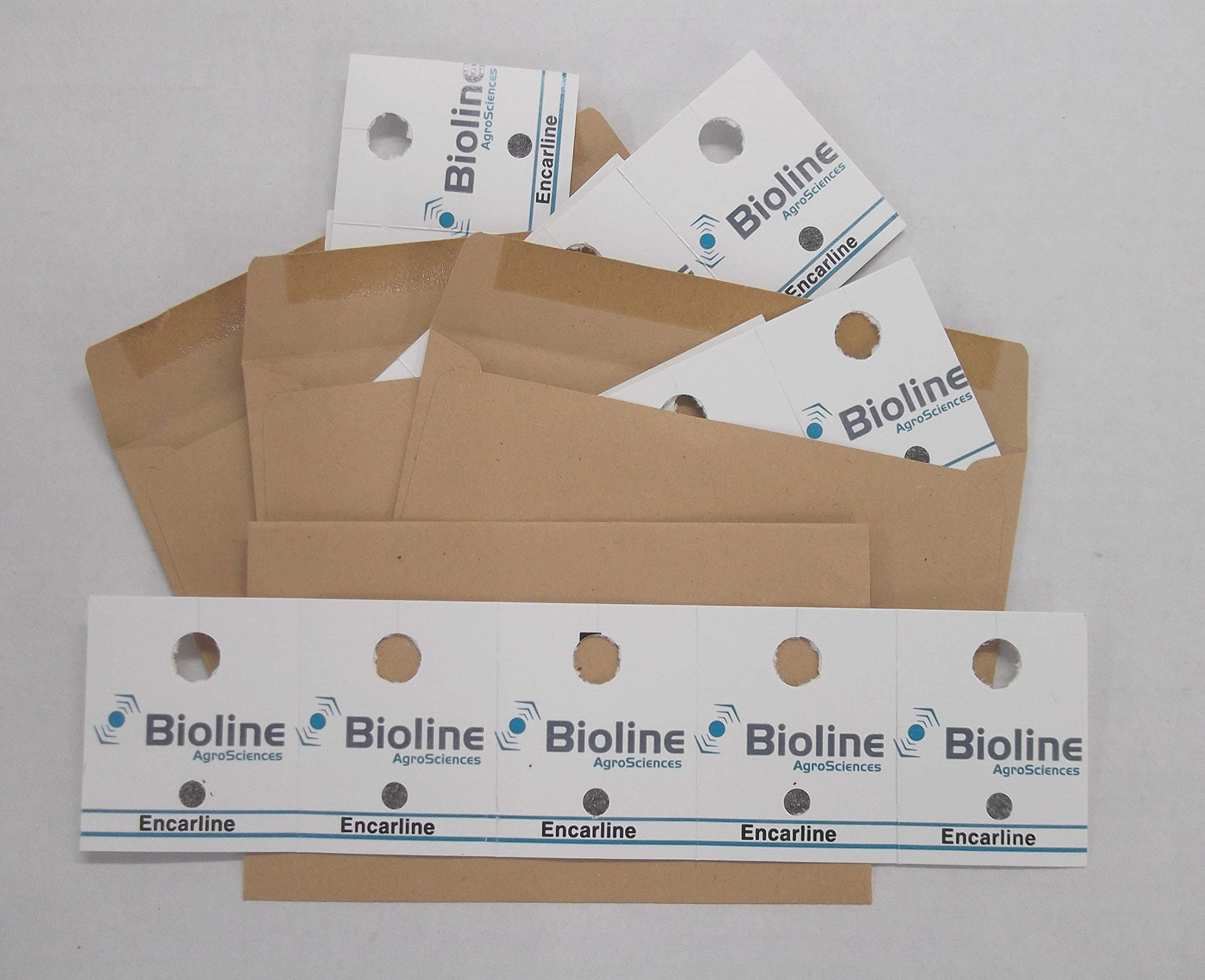 Encarsia for whitefly Control - 8 introductions